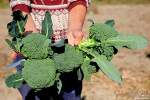 A person holding a bunch of freshly harvested broccoli heads outdoors