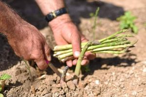 Close-up of a man's hands harvesting fresh green asparagus directly from the soil, holding a small bunch in one hand while using a knife to cut a stalk with the other.
